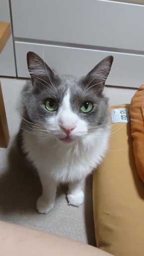 寂しそうな声 名前 呼ぶ うれしそう 喜ぶ 返事 猫 スコティッシュフォールド 甘えん坊