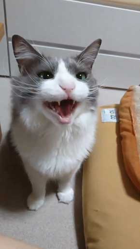 寂しそうな声 名前 呼ぶ うれしそう 喜ぶ 返事 猫 スコティッシュフォールド 甘えん坊