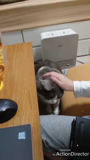 寂しそうな声 名前 呼ぶ うれしそう 喜ぶ 返事 猫 スコティッシュフォールド 甘えん坊