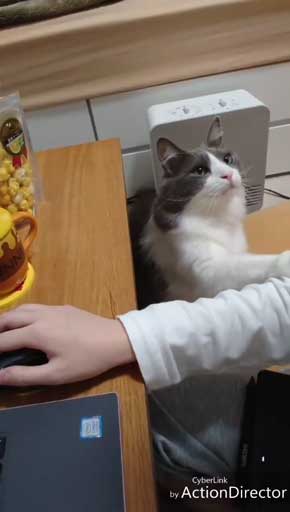 寂しそうな声 名前 呼ぶ うれしそう 喜ぶ 返事 猫 スコティッシュフォールド 甘えん坊