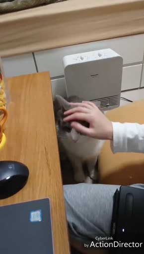 寂しそうな声 名前 呼ぶ うれしそう 喜ぶ 返事 猫 スコティッシュフォールド 甘えん坊