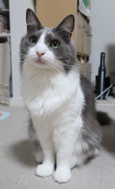 寂しそうな声 名前 呼ぶ うれしそう 喜ぶ 返事 猫 スコティッシュフォールド 甘えん坊