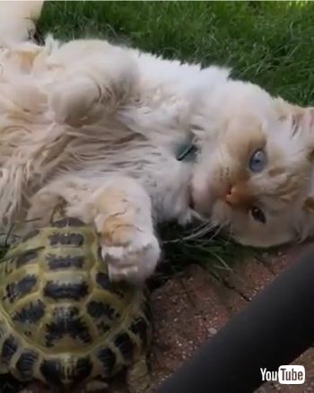 bites at cat's fur