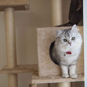 クマゴマさんの漫画