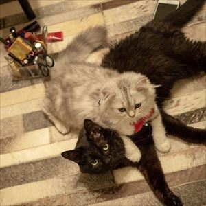 クマゴマさんの漫画