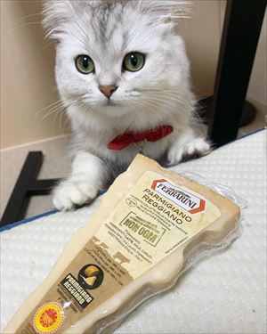 クマゴマさんの漫画