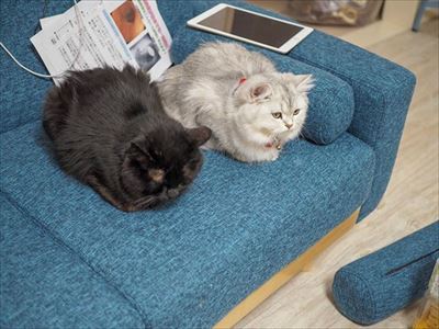 クマゴマさんの漫画