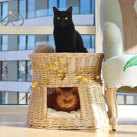 2段ベッドとギネスくんとピムスくん