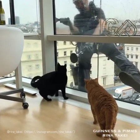 おじさんを見つめる2匹