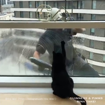 窓に前足をかけるギネスくん
