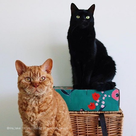 ギネスくんとピムスくん