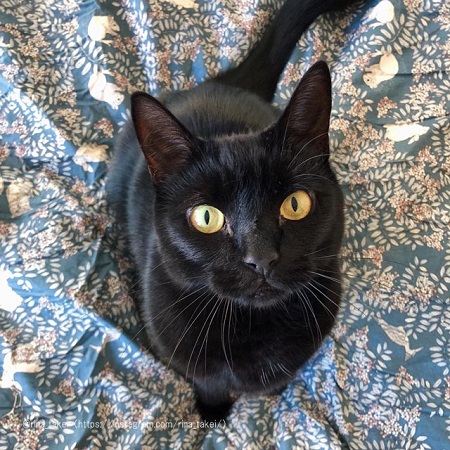 見上げるギネスくん