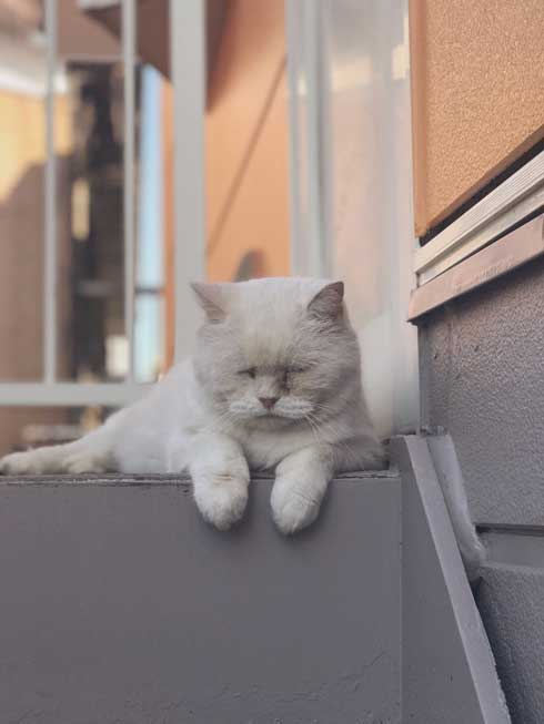 しわしわ ピカチュウ 我が家 猫 顔 似てる