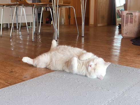 しわしわ ピカチュウ 我が家 猫 顔 似てる