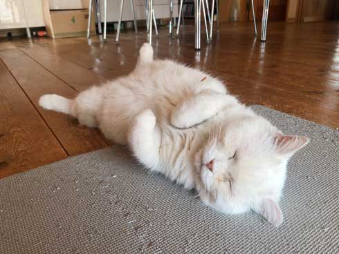 しわしわ ピカチュウ 我が家 猫 顔 似てる