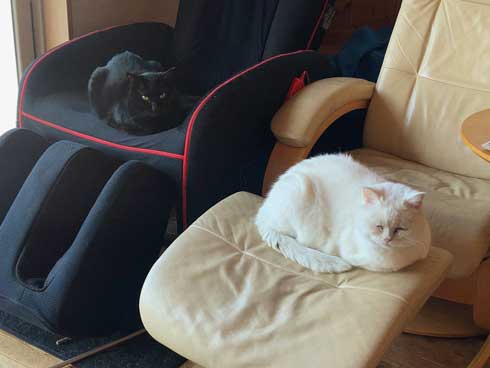 しわしわ ピカチュウ 我が家 猫 顔 似てる