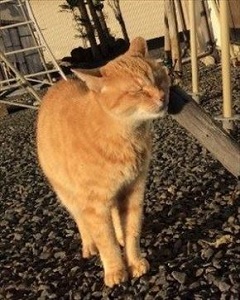 猫のペンスタンド