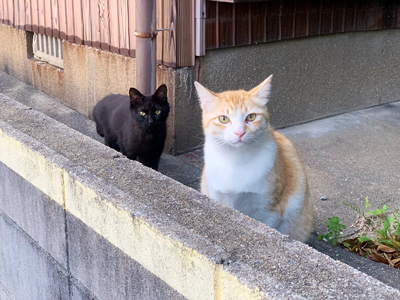 こちらに向かってくる黒猫ちゃん