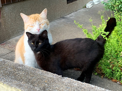 不機嫌そうな黒猫ちゃん