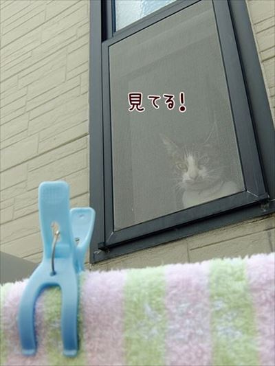 柴犬ひかりといちごと猫ミルキー