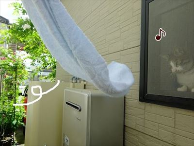 柴犬ひかりといちごと猫ミルキー