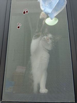 柴犬ひかりといちごと猫ミルキー