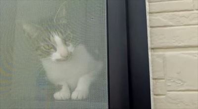 柴犬ひかりといちごと猫ミルキー