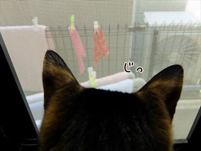 柴犬ひかりといちごと猫ミルキー