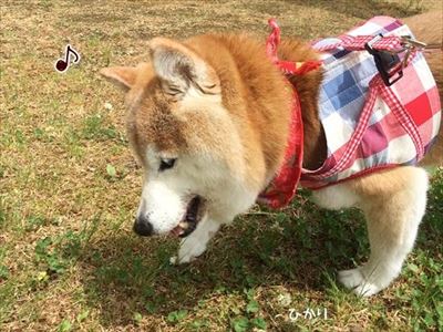 柴犬ひかりといちごと猫ミルキー