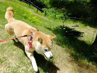 柴犬ひかりといちごと猫ミルキー