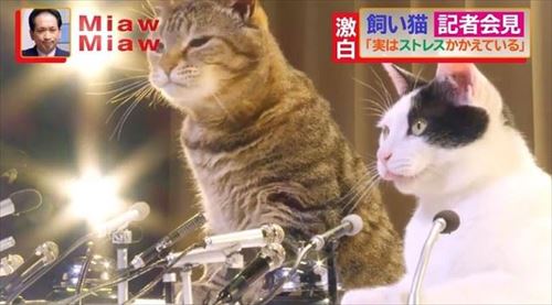 MiawMiawジューシーCM