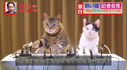 MiawMiawジューシーCM
