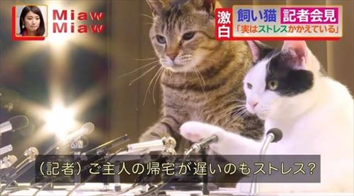 MiawMiawジューシーCM
