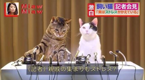 MiawMiawジューシーCM
