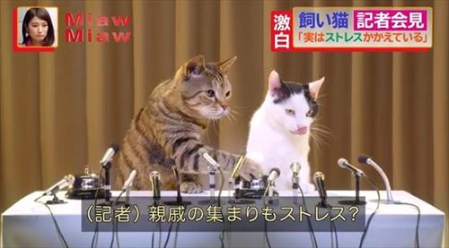 MiawMiawジューシーCM