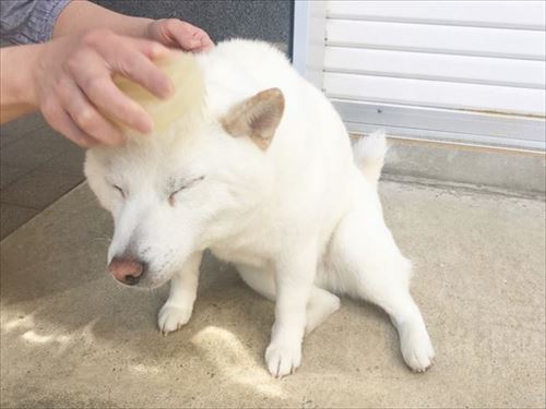 白柴『きなこ』のお気楽ブログ