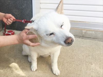 白柴『きなこ』のお気楽ブログ