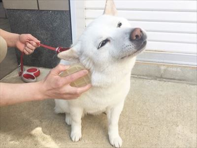 白柴『きなこ』のお気楽ブログ