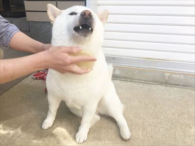 白柴『きなこ』のお気楽ブログ