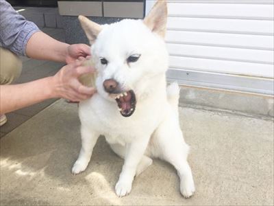 白柴『きなこ』のお気楽ブログ