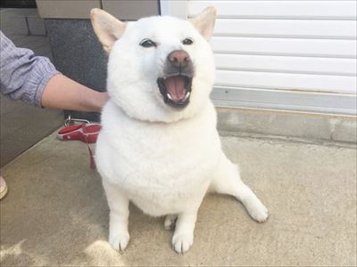 白柴『きなこ』のお気楽ブログ