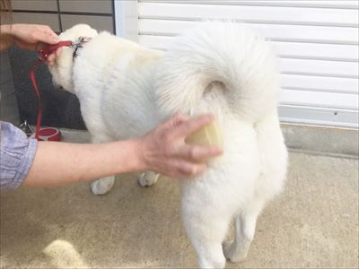 白柴『きなこ』のお気楽ブログ