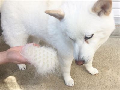 白柴『きなこ』のお気楽ブログ