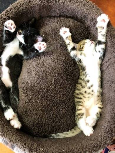 猫姉妹 天文学的にかわいい