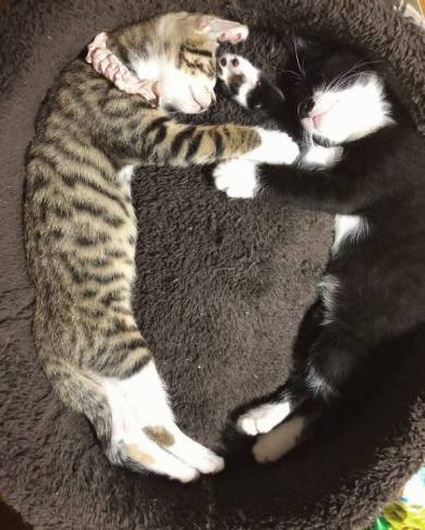 猫姉妹 天文学的にかわいい