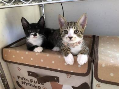 猫姉妹 天文学的にかわいい