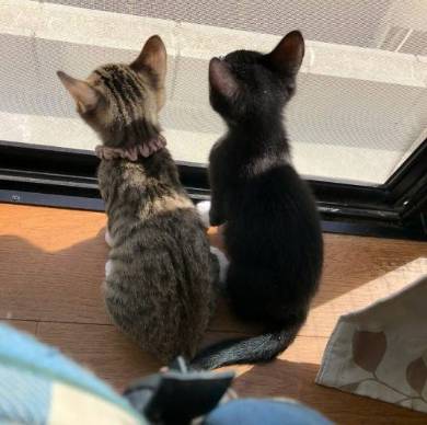 猫姉妹 天文学的にかわいい