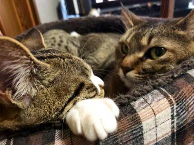 猫姉妹 天文学的にかわいい