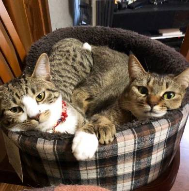 猫姉妹 天文学的にかわいい