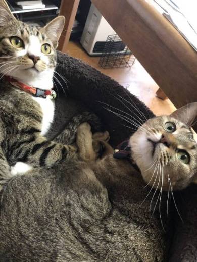 猫姉妹 天文学的にかわいい